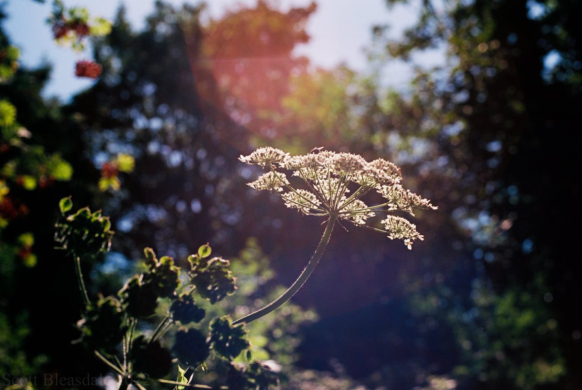 #beleiveinfilm #filmphotography #35mm #Ektar #Flowers #flowerphotography #nature #NaturePhotography #NatureBeauty #photography #photo #ishootfilm #filmisnotdead #cowparsley