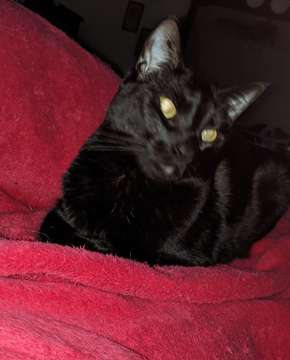dolphie94's tweet photo. Doesn't I looked starved? Git out of bed hooman, Macchi and I needs to eats. #Caturday #CatsOfTwitter #cats https://t.co/8I6cDv5JnK