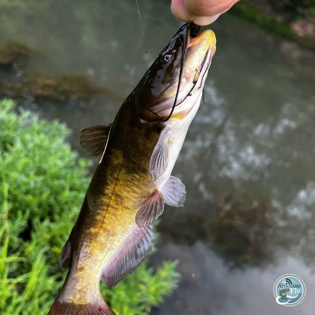 Articulate_Fly's tweet photo. Central PA Fishing Report with George Costa of @tcoflyfishing 
#flyfishing #flytying #thearticulatefly #tcoflyshop #liveoutdoors #flyshop #repyourwater #fishingreport #flyfish #fishingpodcast #flyfishingpodcast #flyfishpa https://t.co/lmh3XLCclW https://t.co/j23V0CDMVZ