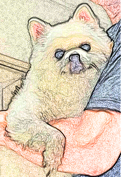 아빠 품에 안긴 털찐 콩이 🤣 표정 너무 귀여웡!!! 😍
be in one's father's arms 😁

#NFT #강아지 #댕댕이 #폼피츠 #반려견 #강아지일상 #dog #puppy #pompitz #doglife #animal #pet #OpenSeaNFT