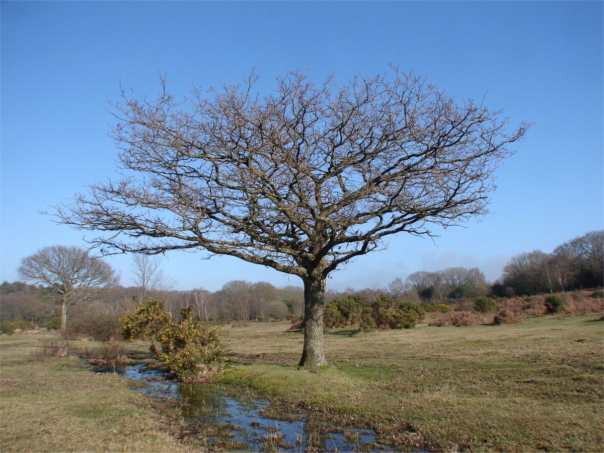 Only 2022 availability <a href="/LittleCottageNF/">Little Cottage</a> between 4pm 25 Nov and 10am 23 Dec. 5 star, 1 bed, thatch, in the New Forest National Park. Also good availability early 2023 - see also littlecottagenf.co.uk/low-season
 Booking for 2023 now also open, see newforestcottages.co.uk/holiday-cottag…