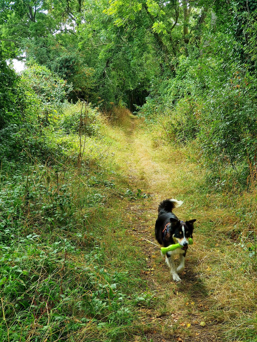 hjgough's tweet photo. Back on the #SlowWays trail, this time reviewing Langport to Somerton (LanSom). Nice and flat across The Levels #Langport #Somerton #Somerset #TheLevels #DogsUsingSlowWays https://t.co/69K9fHYLJS