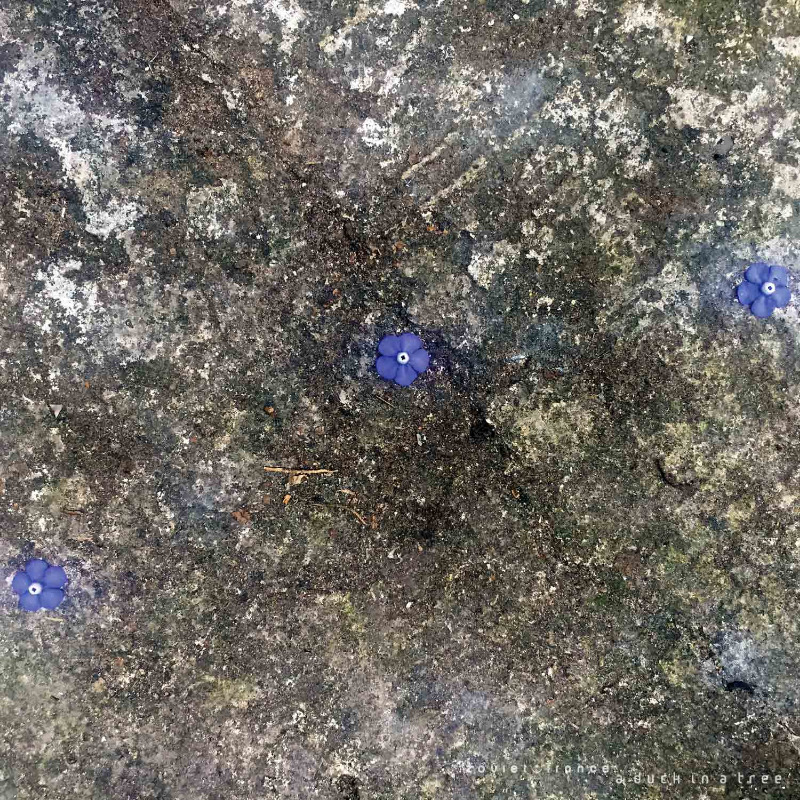 Starting in five minutes on <a href="/colaboradio/">colaboradio</a> on 88.4 FM in Berlin, 90.7 FM in Potsdam and online: the latest edition of A Duck in a Tree, the :zoviet*france: radio show | colaboradio.org