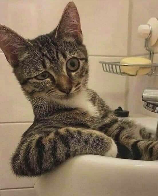 Fazoazu's tweet photo. @salinakhosravi عه بالاخره یجا زدن بچه های اصفهان🤣 https://t.co/Qp74dBt7EL