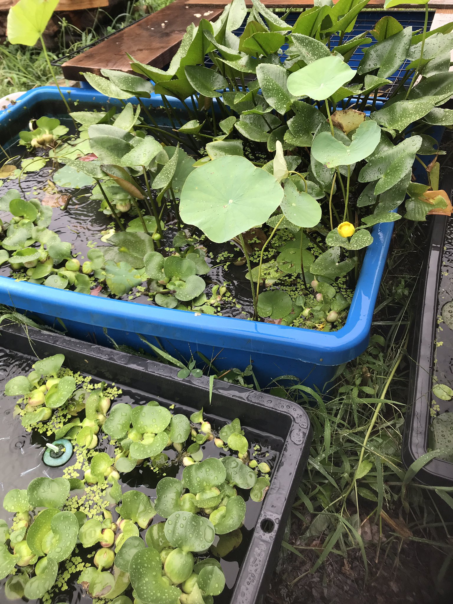 かまやん Uygiyhrdhfmoa2j Twitter