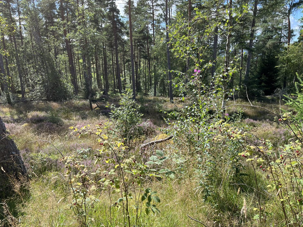 CeolMorLodges's tweet photo. Gunn’s Wood, Lairg today for an excellent foraging and mushroom 🍄 identification experience #foraging #blaeberry #lairg #gunnswood #wildraspberry https://t.co/uACM7qRmDv