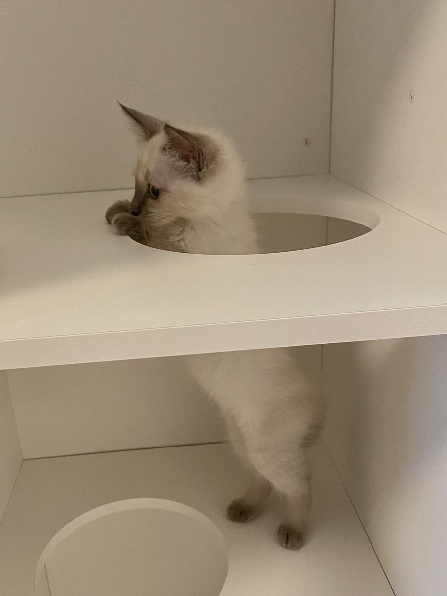 Ryvee's tweet photo. 【ご報告】イマジナリーねこが遂に実体を得ました https://t.co/Mz4dOPTD9l