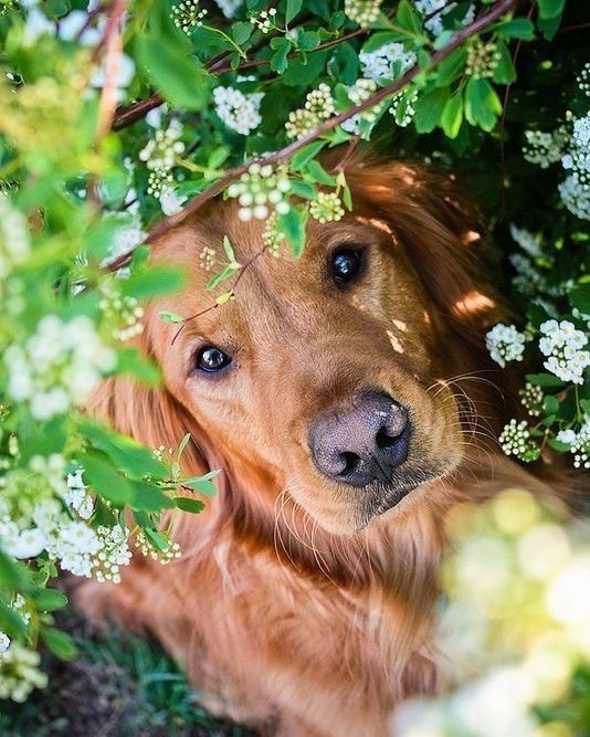 pureearthpets's tweet photo. Trying to savor the last bit of summer? So it your dog! Check out our blog post about eco friendly things to do with your dog this summer! 

.⁣
.⁣
.⁣
.⁣
.⁣
#sustainablestyle #pepboxpets #savetheplanet #zerowaste #plasticfree #sustainable #eco #sustainableliving #lo https://t.co/pEbnpN6Dfs