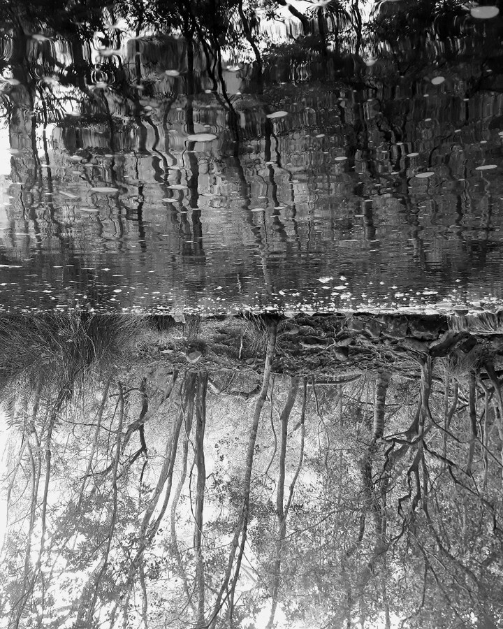 cyanblueseas's tweet photo. Water's roots run deep 💧😌🙏
#waterislife #reflectionphotography #blackandwhitephotography #52frames_water #wheretheskymeetstheland https://t.co/DZCQhj2Wke https://t.co/N9vxmtldjD