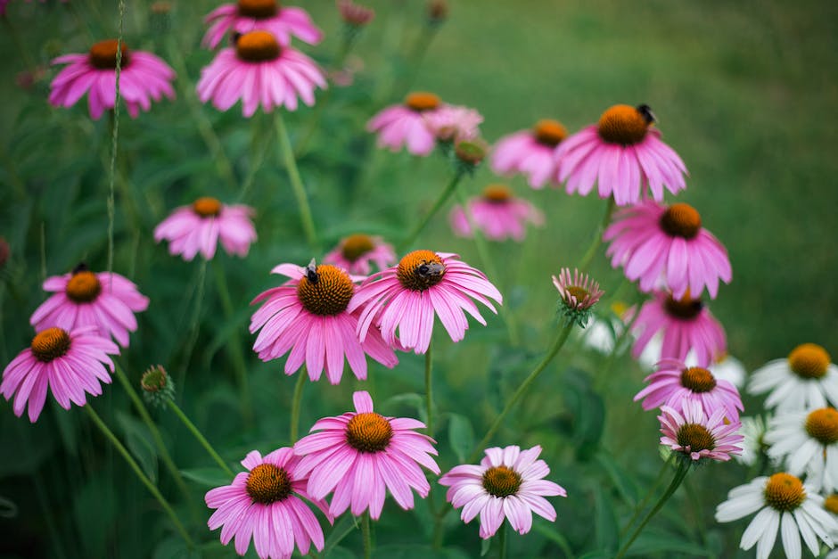 PlanChautauqua's tweet photo. #Enjoy #WorldHoneyBeeDay by planting some wild flowers and #BuyLocal honey
#ChautauquaCounty has 46 #LocalFarms raising 380+ colonies of bees, each colony has anywhere from 10,000 to 60,000+ bees in it
#AGinCHQ #LocalFood #CHQLocalFood #CHQFarms https://t.co/HT2ZXxERXS