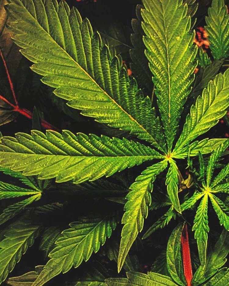 RastafariM's tweet image. Name these leaves:

(Comment below)