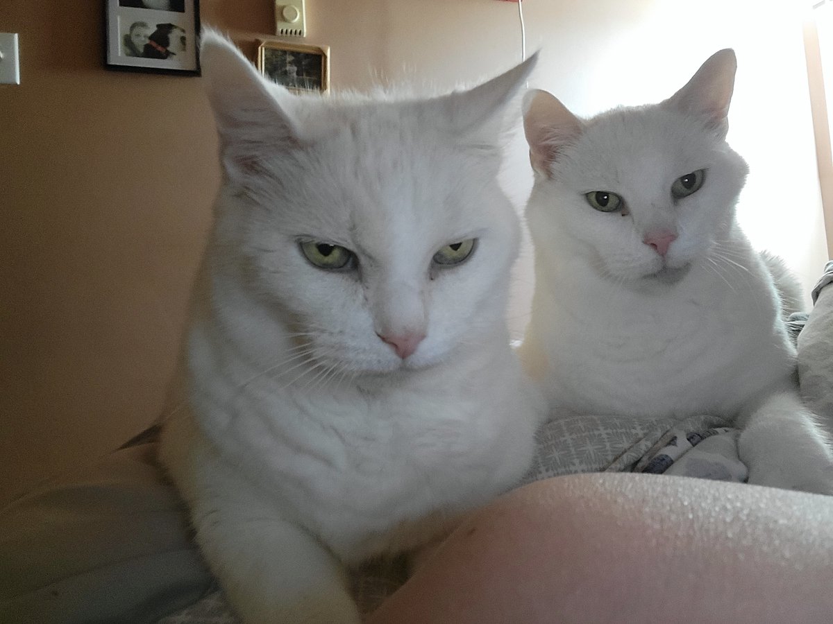 apeykins's tweet photo. Woke up to my boys this morning......I think they are hungry
#whitecat #CatsofTwittter #brothers #CosmoKitty #Jackaroo #seniorcat https://t.co/ZIqWjcDYZi