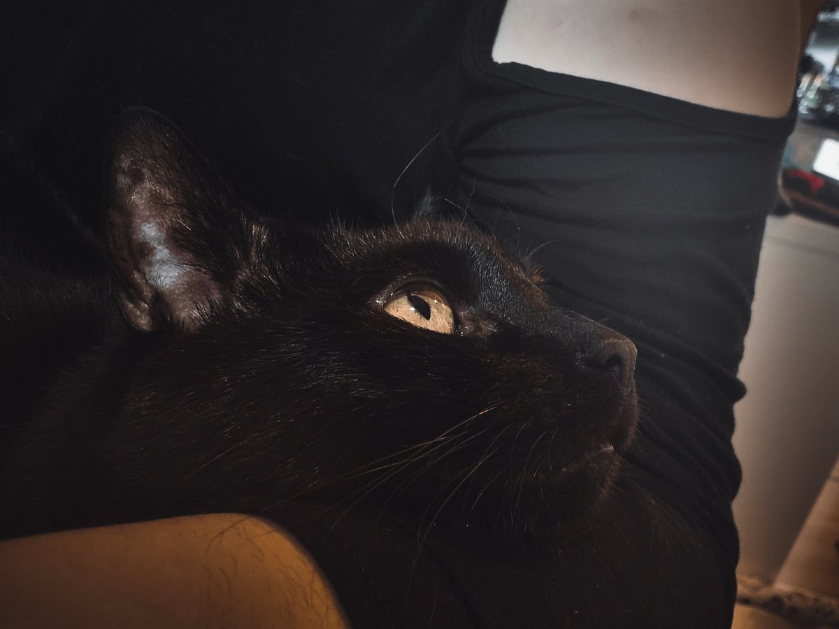 VENOMOUSPOlSON's tweet image. // Just once I want someone to look at me like my cat does.. 💕

Gonna be slow all day, have a birthday party coming up 💕