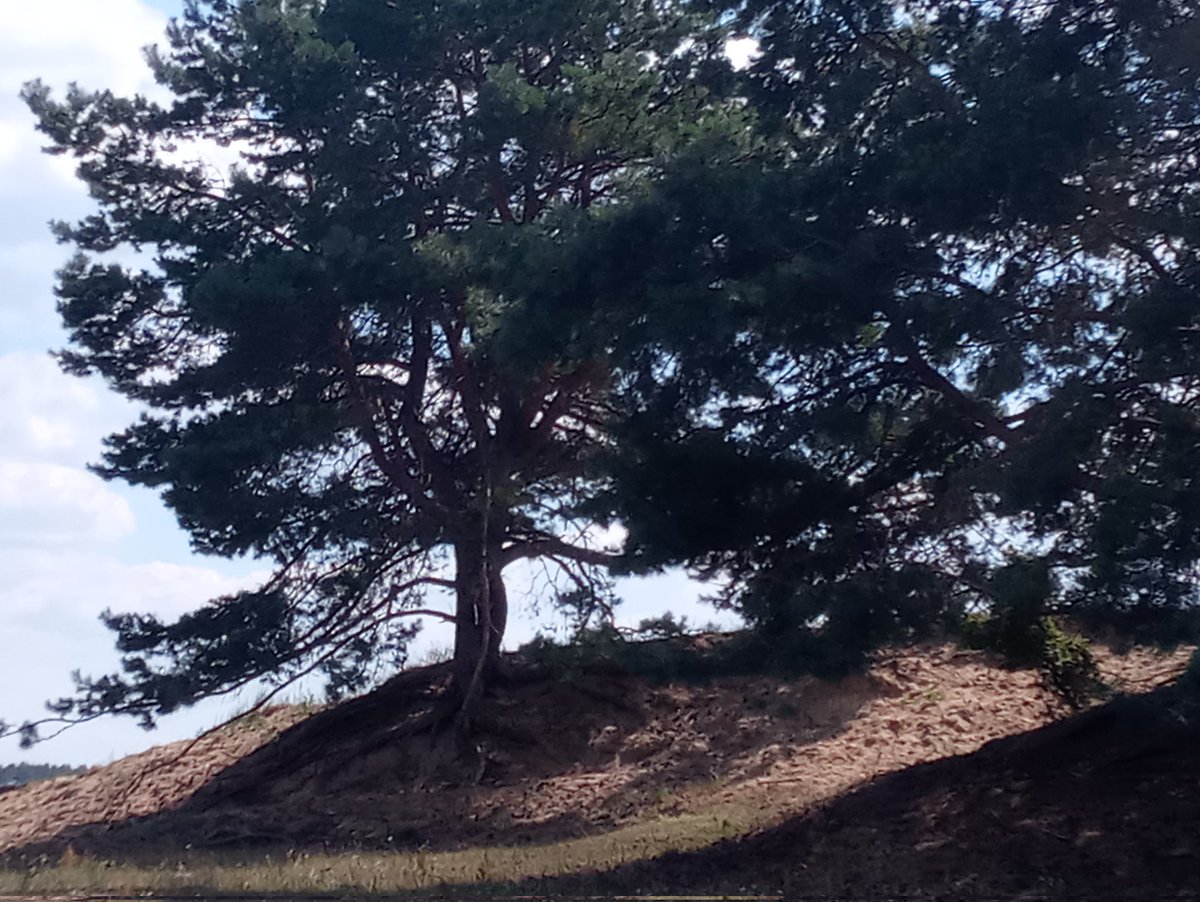 thomas_w_braun's tweet photo. Ich habe noch Fotos gefunden von der #Wanderung #Pinnow nach #Schwedt. Die sind so schön, die seien hier nachgetragen. 
#Wandertag #Wandern https://t.co/FfKn8mctbh