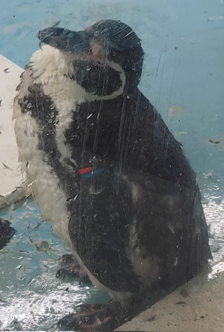 動物たち……(キス) 