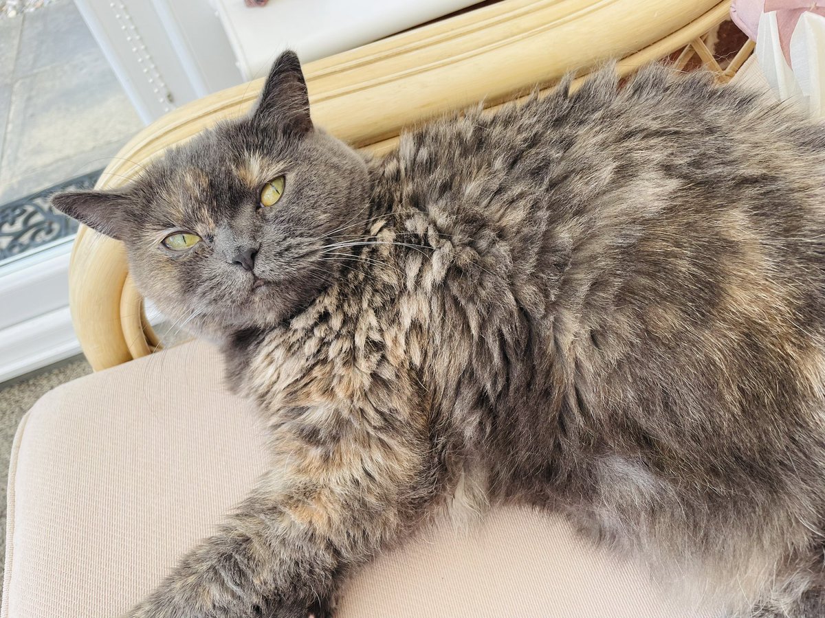 kershimi's tweet photo. I’m not lonely! I’m a cat mom! #happycaturday #RPDRCanada #CanadasDragRace #VivianVanderpuss https://t.co/kp3kXFXhkc