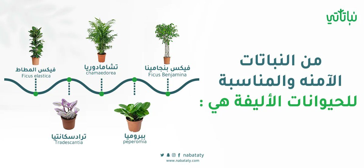 نباتاتي tweet media