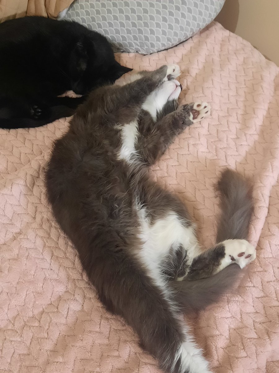 googalaide's tweet photo. Sleeps https://t.co/2zCk4JW4Rl