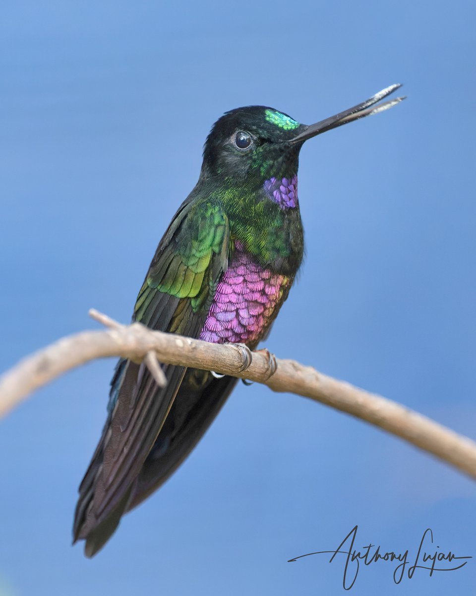 anthonylujan's tweet photo. Can you hear the whispers of the Blue-throated Starfrontlet? 
Colombia
Sony A1 - Sony 600mm

#BluethroatedStarfrontlet #starfrontlet #hummingbird #nuts_about_birds #earthcapture #nature #natgeoyourshot #naturephotography #sonya1 #sony600mm #sony600mmf4 #birdsonearth #birding ... https://t.co/IYpvMGxZf1