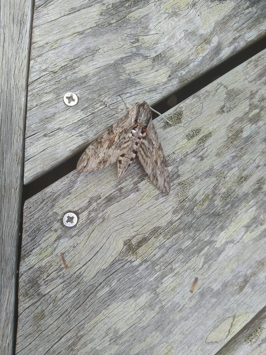 2nivergos's tweet photo. Un #papillon qui se prend pour un #caméléon sur ma terrasse en bois!
#Pouldohan #Trégunc #Bretagne @minaouette https://t.co/6LvAwled2L