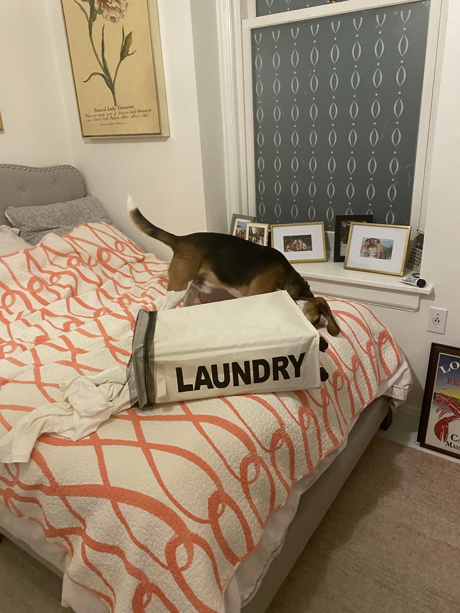 The #beagle has a highly inquisitive nature that facilitates their presence during most household activities. This is known as snoopervising #beaglefacts 

📷 <a href="/reader327/">MRM</a> / Twitter