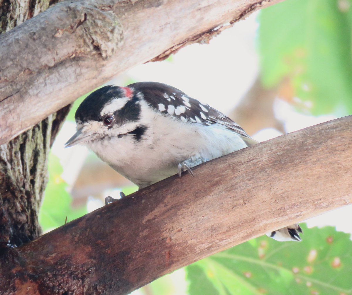 birdbud88's tweet photo. Backyard birdies 😃Male Downy woodpecker n Female Northern cardinal #NaturePhotography #TwitterNatureCommunity #nature #birdwatching #backyardbirdies https://t.co/HkDu2m75Ov