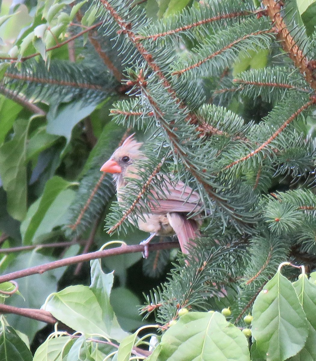 birdbud88's tweet photo. Backyard birdies 😃Male Downy woodpecker n Female Northern cardinal #NaturePhotography #TwitterNatureCommunity #nature #birdwatching #backyardbirdies https://t.co/HkDu2m75Ov