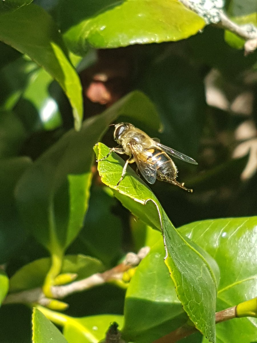 MyGarden_Uk's tweet photo. Morning Visitor. 

#KeepCool #sunshine #sunbathing #ILoveNature #flies #Flowers #GardeningTwitter #gardening #MorningPhotos #MorningVisitors #insects
#FlyYoga https://t.co/yYtVgDidZD