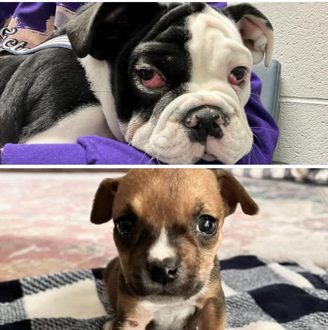 Mutt Misfits tweet media