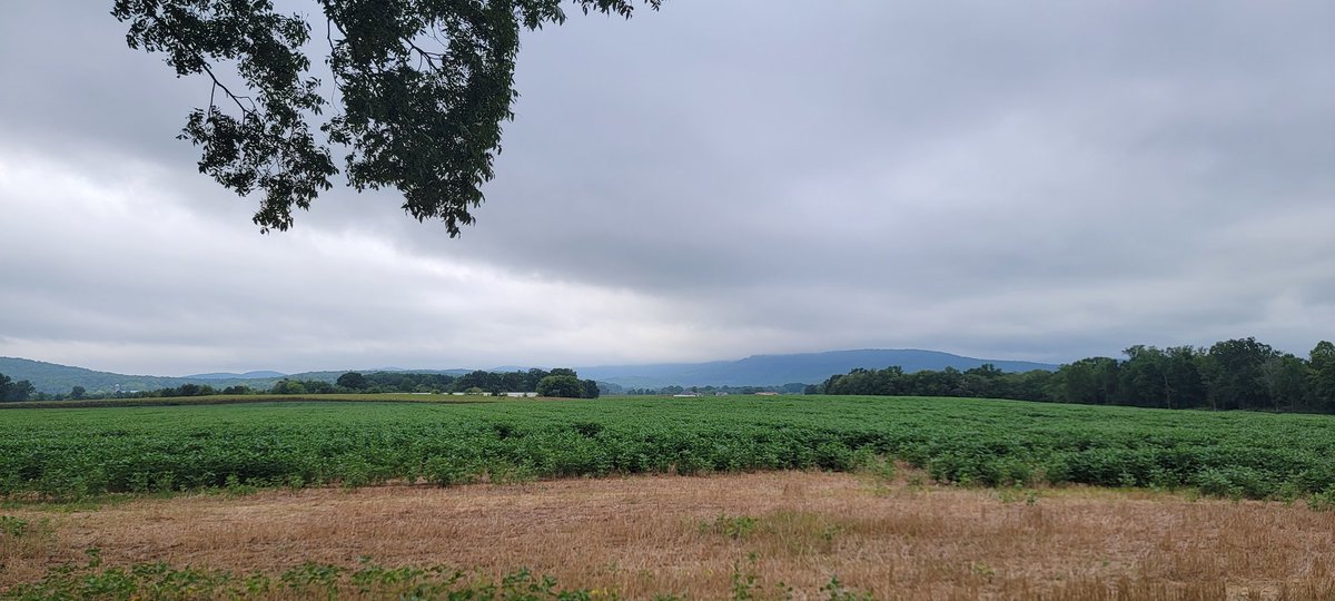 Cockycaster's tweet image. Early for first stop. Foggy morning #peestop.  #huntlandTN