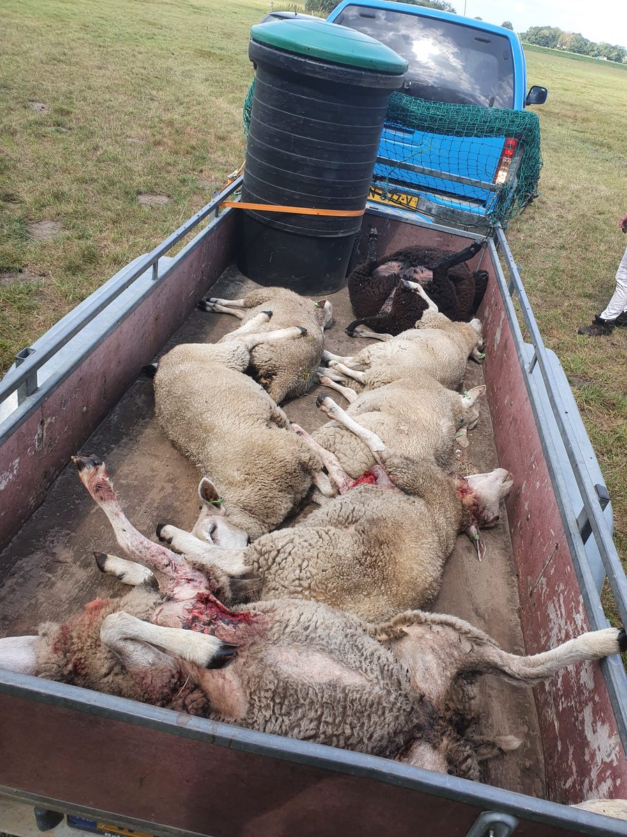 Vandaag in Drenthe, Wapserveen: op 2 locaties schapen gepakt door de wolf.  Gisteren idem dito. Ook schapen dood door die geliefde wolf. Friesland zal volgen. En dit zijn nog maar 2 wolven. Denkt u in, ruimte voor 50 roedels (500 wolven) AL HET FRIES LEVEND ERFGOED GAAT ERAAN!