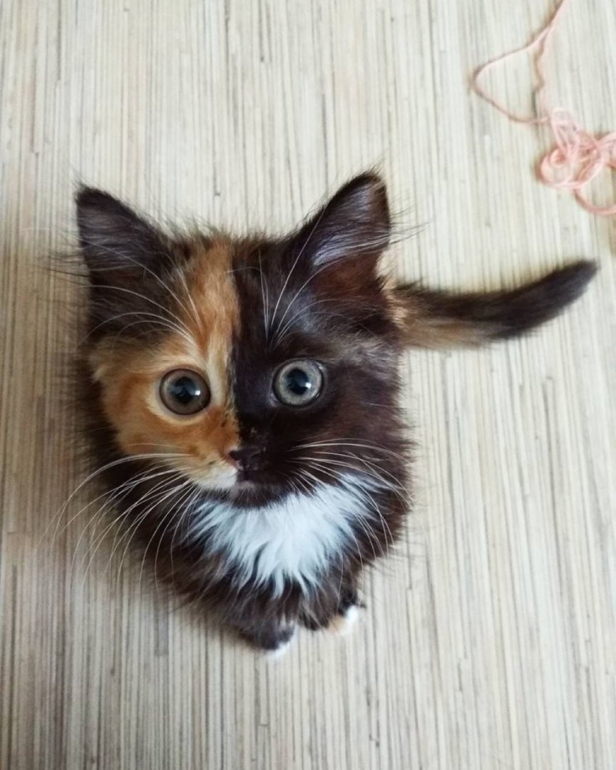 LeoAuteur's tweet photo. Est élu le plus mignon de la semaine https://t.co/WN8b6OhUfo