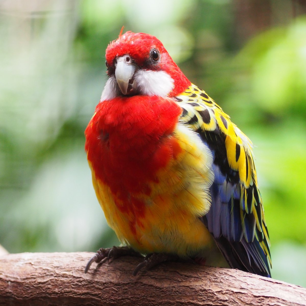 Have you ever wanted to work at #BirdKingdom?  Now is a great time to apply for a position in the retail department!

Please send your resume/cover letter to [𝐚𝐜𝐜𝐨𝐮𝐧𝐭𝐢𝐧𝐠 @ 𝐛𝐢𝐫𝐝𝐤𝐢𝐧𝐠𝐝𝐨𝐦 .𝐜𝐚] (or share this with someone who might be a good fit).

#niagara