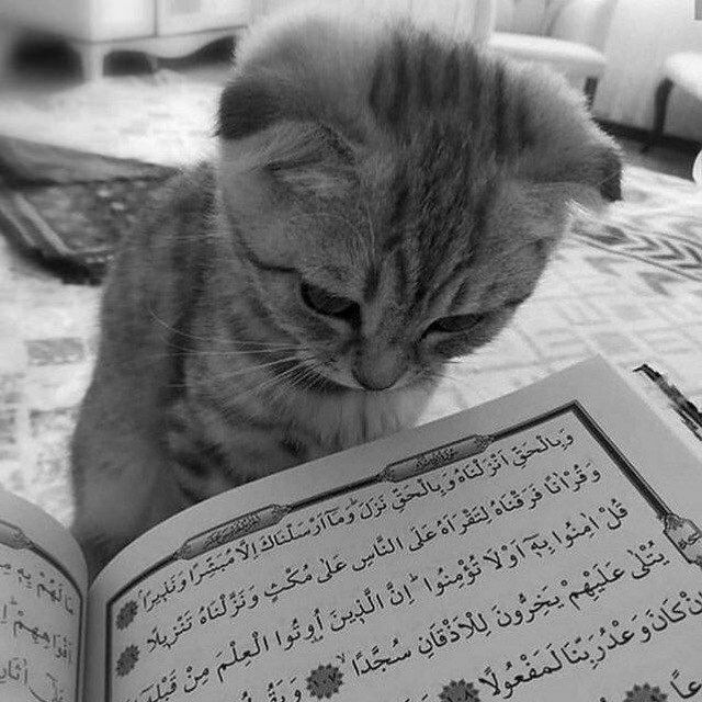 morrtaga's tweet image. be merciful with those on Earth and God will be merciful with you