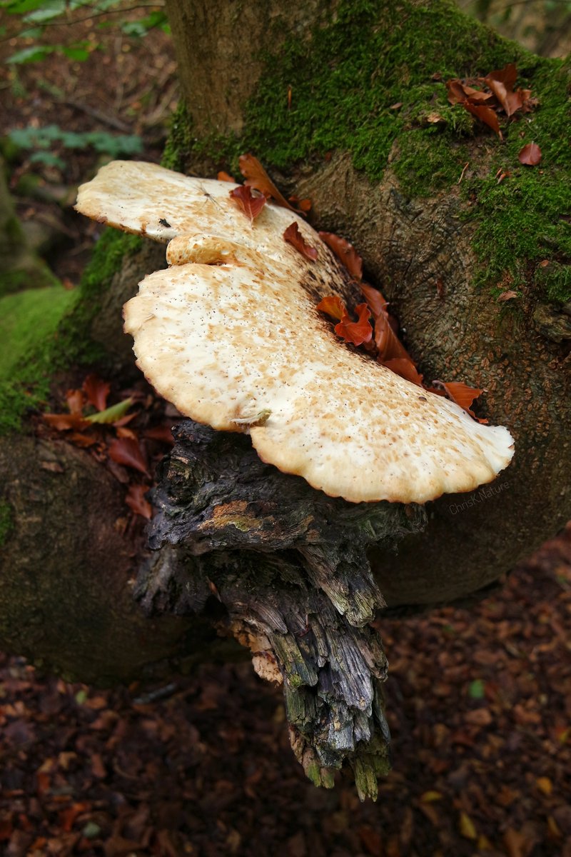 chrisk_nature's tweet photo. 'Foot-Long'
Over a foot actually but not bragging π
Swipe for the underside
There was a big Harvestman stretched out on top too
#mushroom #bracketfungus #fungus #fungi #mycology #fungilover #nature #NatureBeauty #woodland @woodlandtrust #SamsungNX3000 #NaturePhotography https://t.co/fw3N6pDdBH