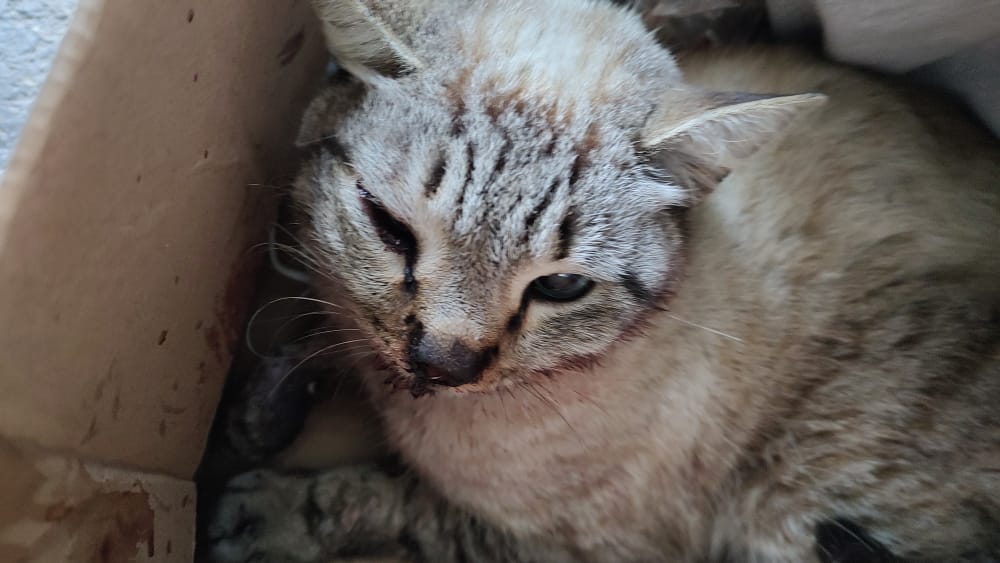 darkyunn_'s tweet photo. gente encontrei esse gatinho na calçada exatamente assim dentro da caixa no frio, n sei oq aconteceu com ele, nem se quebrou alguma coisa, mas ele tá com nariz sangrando e olho inchado, e eu não tenho dinheiro nem pra pagar uma consulta no Vet, alguém pode me ajudar??? https://t.co/Xuy6r3C8G9