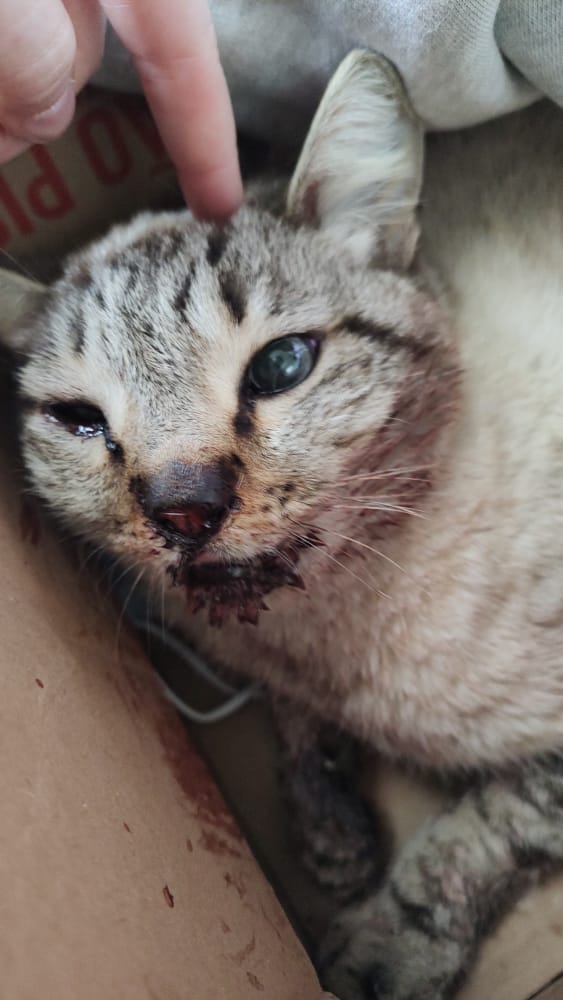 darkyunn_'s tweet photo. gente encontrei esse gatinho na calçada exatamente assim dentro da caixa no frio, n sei oq aconteceu com ele, nem se quebrou alguma coisa, mas ele tá com nariz sangrando e olho inchado, e eu não tenho dinheiro nem pra pagar uma consulta no Vet, alguém pode me ajudar??? https://t.co/Xuy6r3C8G9
