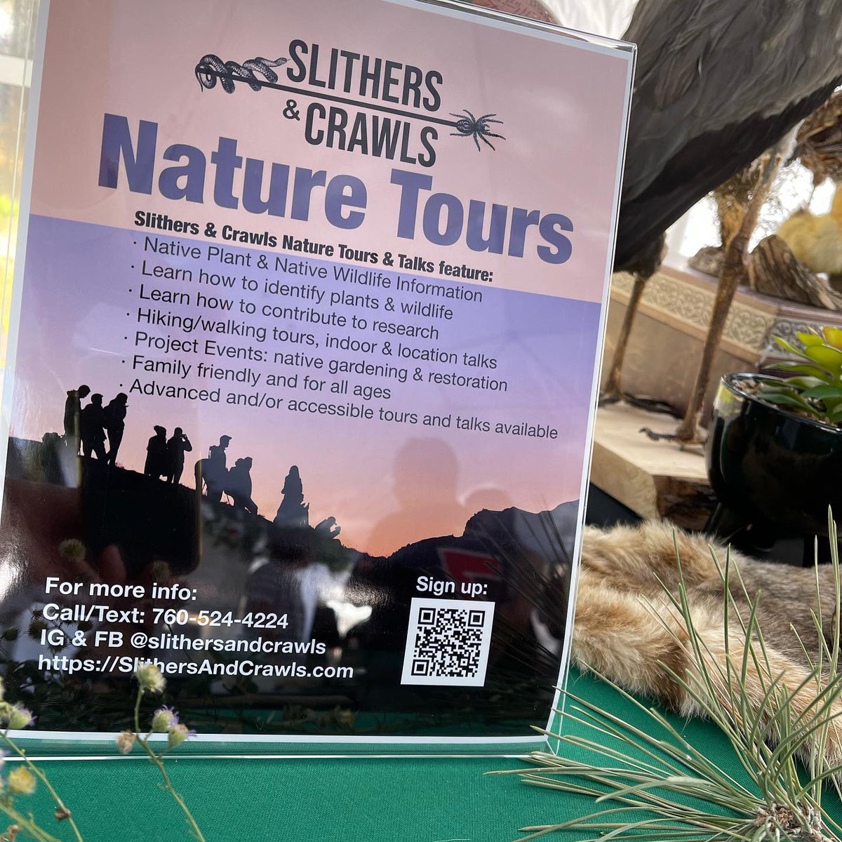 VoltaRae's tweet photo. See my native plant table with @SlithersAndCrawls at the Wrightwood Mountain Classic Car show today! Sign up for nature tours and garden events 

#Wrightwood #CAnativePlants #NativePlants #SlithersAndCrawls #NatureTours #NativeGarden https://t.co/FFcMW0avqd