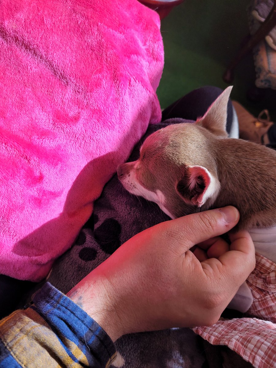 iccarus_illo's tweet photo. We went to a chihuahua cafe for lunch today and it was the best thing I've ever done. Is there anything better than a tiny dog falling asleep on you?! https://t.co/RNF1Pd3g7I