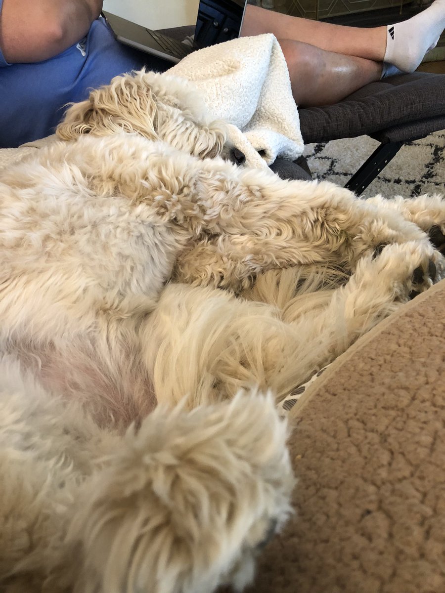 tgregoryrnemtp's tweet photo. Saturday Goldendoodle snuggles are the best!!! #goldendoodles #Doodles #doodlepose #lovemydog https://t.co/Eams5b96ls