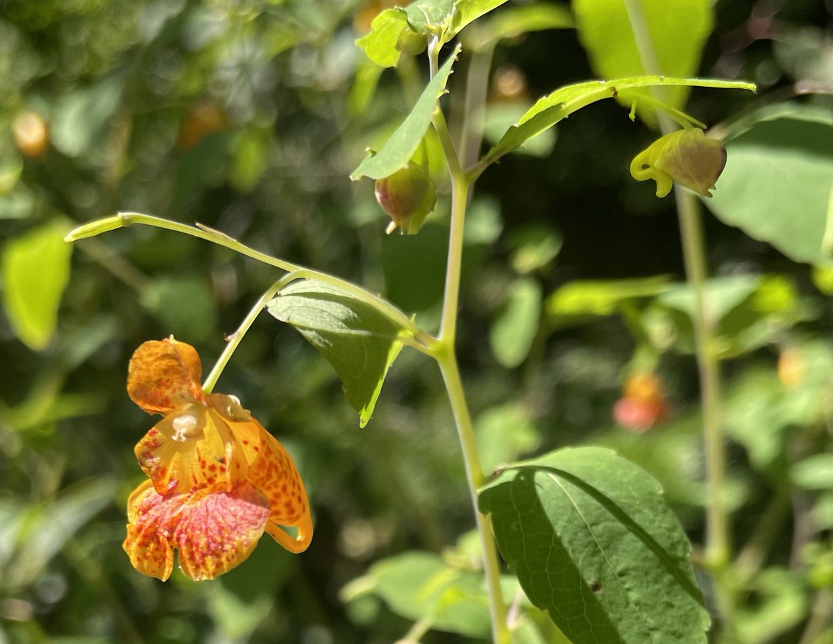 Impatiens capensis in Saguenay National Park - not #invasive but native species to Canada, but given a wrong geographic name when it first appeared in Europe as an invasive species - An example for pitfalls in #biogeography