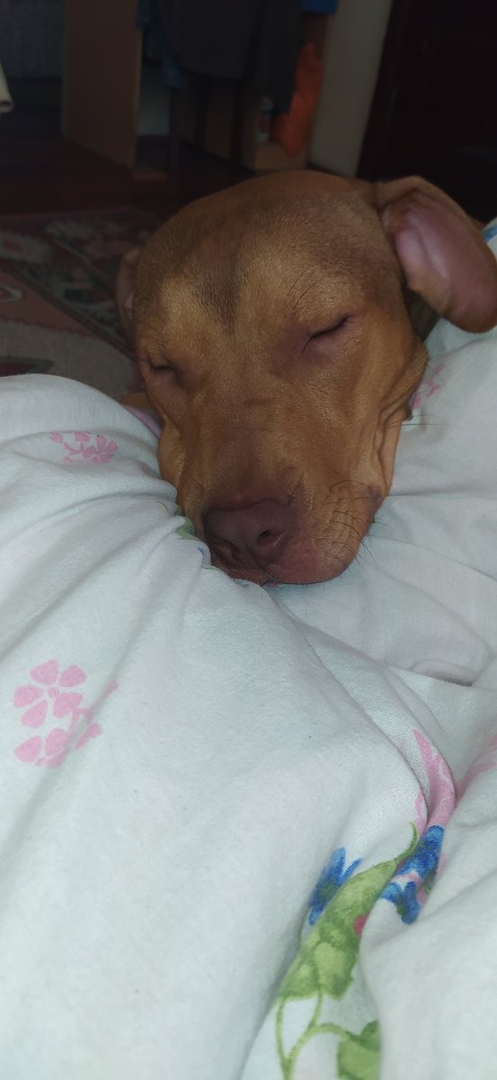 kdamla854's tweet photo. Sana kurban olurum oğlum benim. Pitbull katil değildir. Hatırlatırım pitbull bebek bakıcısı olarak geçiyordu. Şimdi mi katil köpek oldu. Yetiştirmeden yetiştirmeye fark var. Nasıl yetiştirsen öyle gider. Bunu kafanıza sokun... #PITBULL  #pitbull https://t.co/L1hh9JXOft