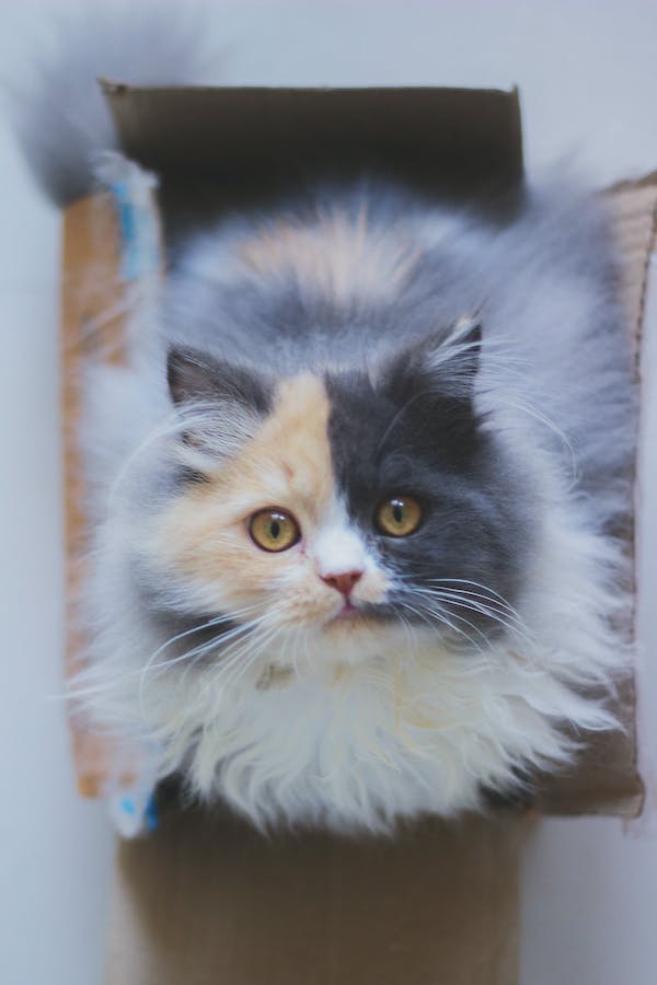 NewsOfAmerica24's tweet photo. Father Of Pet Cat
#cat
#pet_cat
#love_pet
#love_cat
#good_cat
#love_animal
#love_pet_cat
#love_pet_cats
#love_pet_animal
#cat_short_video
#cat_funny_video
#cat_world
#cat_video
#take_care_of_your_pet
#cat_world
#cat_lover
#cat_photo https://t.co/dDZ1r7MEDo