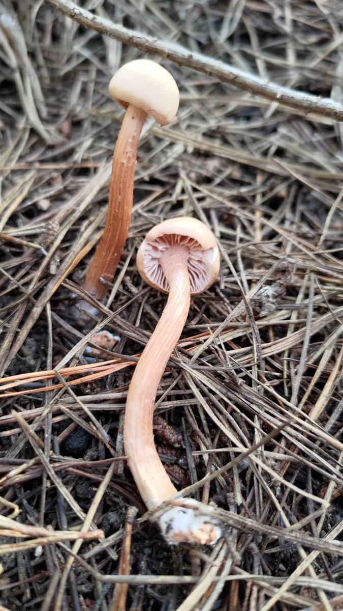 strengthforest's tweet photo. #mushrooms  🍄 https://t.co/ZrpzE4tJ1L