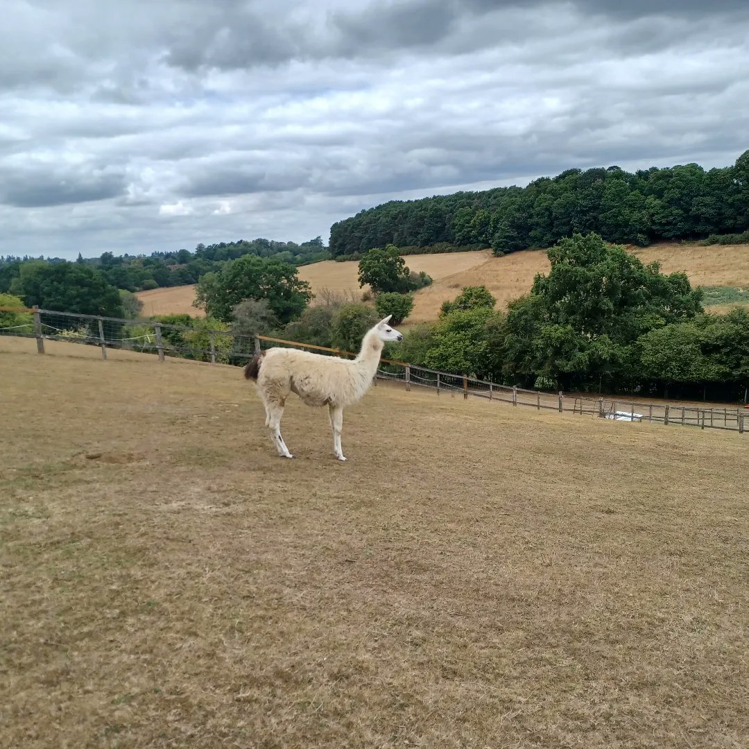 Ian Downes tweet media