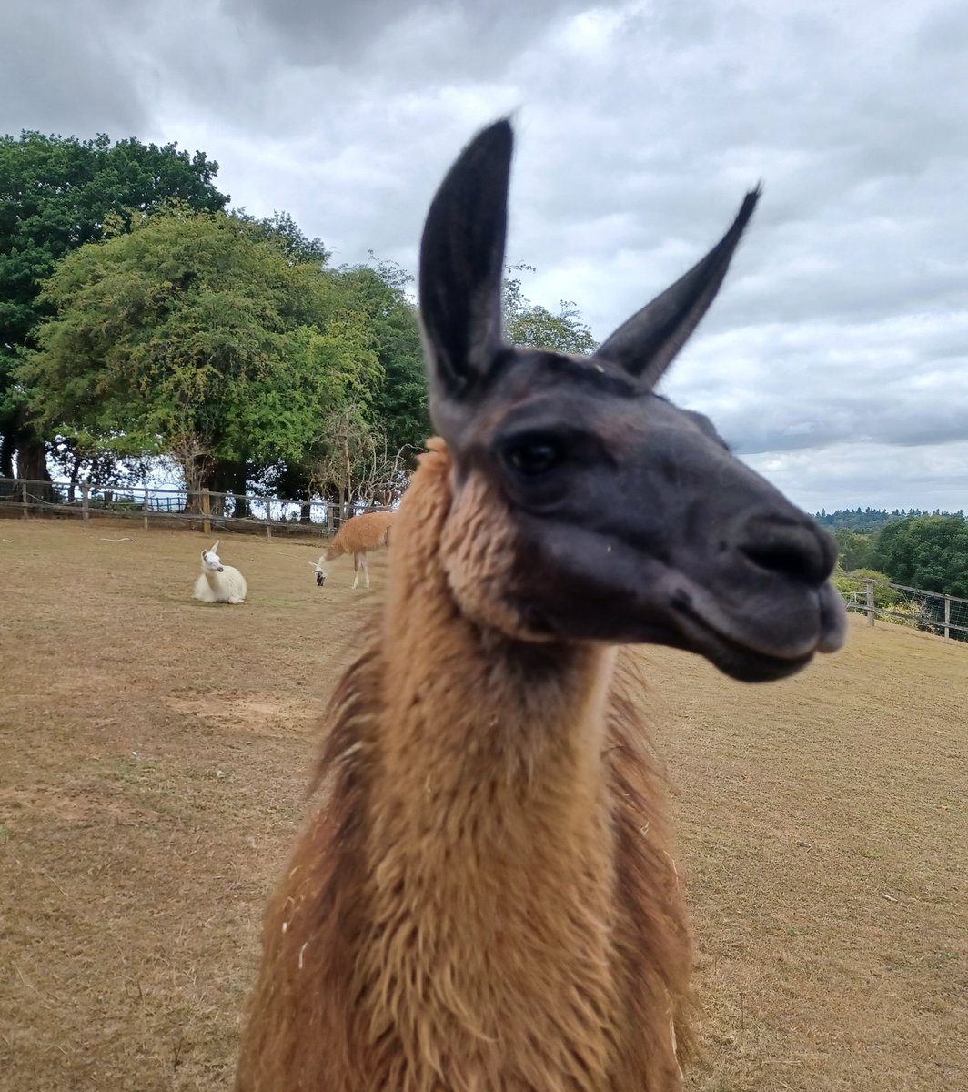 Ian Downes tweet media