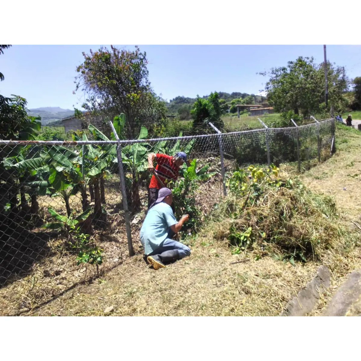 03_villarreal's tweet image. //En el marco del programa #Conservando en el ambulatorio del sector Volador, se realizó mantenimiento a las plantas de Limón y Guineo con la participación de Misión árbol y equipo de enfermeras.

@nicolasmaduro
@josuelorca
@soygalipanero
@WilmerVasquezM
@Fundamiarbolven