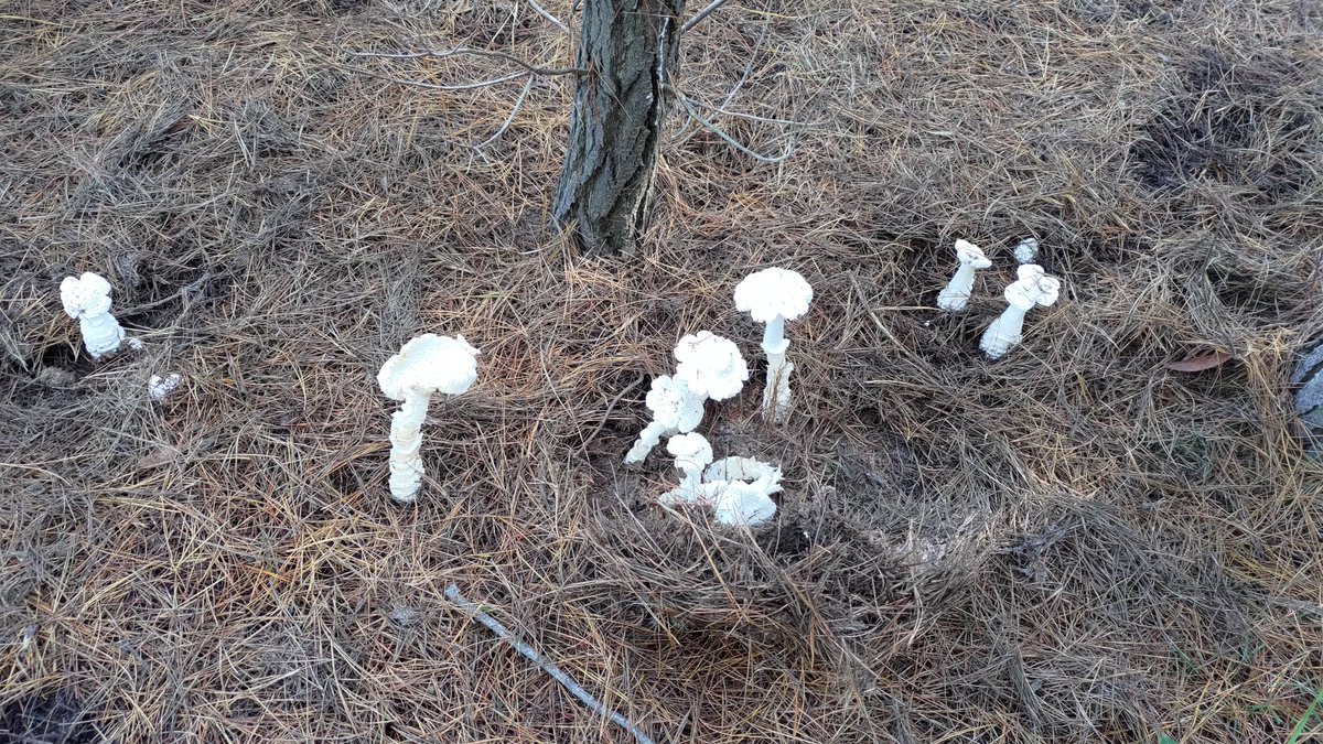 strengthforest's tweet photo. #mushrooms 🍄 What are these? https://t.co/2nUsifVm6t