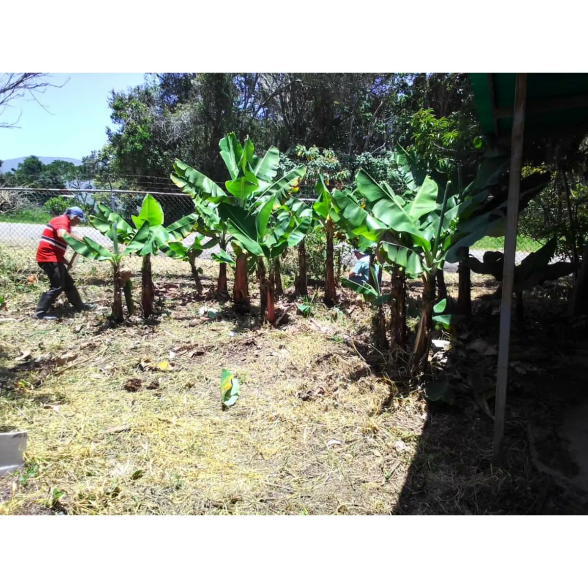 03_villarreal's tweet image. //En el marco del programa #Conservando en el ambulatorio del sector Volador, se realizó mantenimiento a las plantas de Limón y Guineo con la participación de Misión árbol y equipo de enfermeras.

@nicolasmaduro
@josuelorca
@soygalipanero
@WilmerVasquezM
@Fundamiarbolven