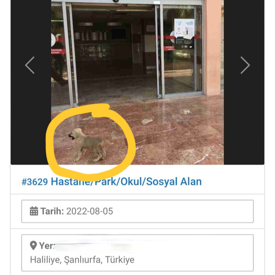 ei8hty_ei8ht's tweet photo. Yememiş içmemiş, 300 gramlık hayvanı fişlemek için mesai harcamış. Şu şeyi kullananların ciddi bir psikolojik değerlendirmeden geçmesi gerektiğine inanıyorum. #HavritaKAPATILSIN https://t.co/eZypSluQcf